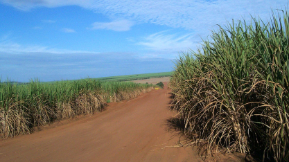 Clima adverso derruba produção de cana em 5,6% na safra 2025/26 em Minas
