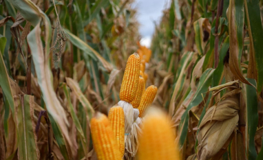 MS amplia produção e atrai novos investimentos em etanol de milho