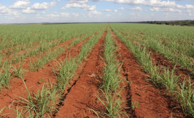 Otimizar tratos culturais nas socas é a senha para obter boas safras