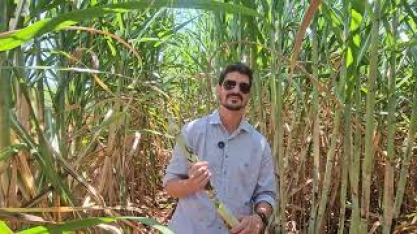 Como a Beggio Lorenzo Agropecuária consegue realizar plantio e colheita de cana com qualidade