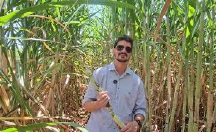 Como a Beggio Lorenzo Agropecuária consegue realizar plantio e colheita de cana com qualidade