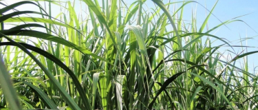 CTC lança novas variedades de cana