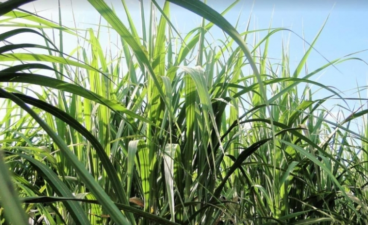 CTC lança novas variedades de cana