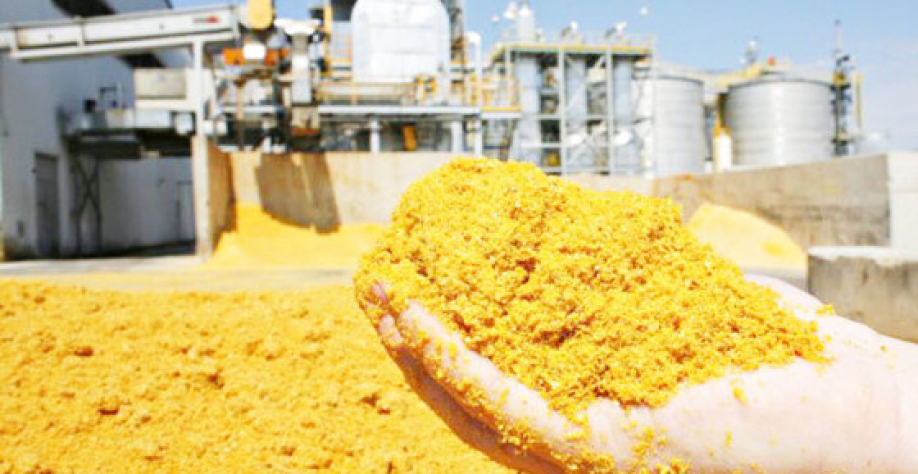 A expansão desse mercado representa uma reconfiguração estrutural no destino do milho no Brasil. Reprodução