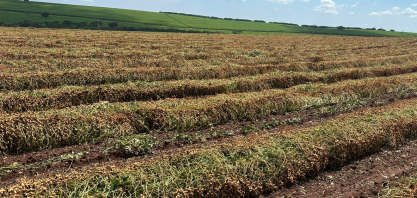 IAC apresenta novas variedades de cana e de amendoim na Agrishow 2026