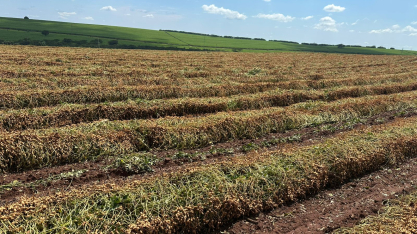 IAC apresenta novas variedades de cana e de amendoim na Agrishow 2026