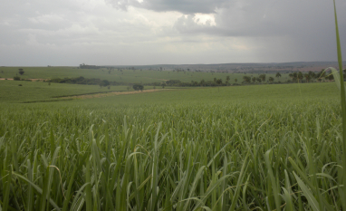 IAC traz orientações estratégicas para apoiar agricultores diante da alta nos preços de fertilizantes