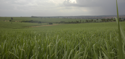 IAC traz orientações estratégicas para apoiar agricultores diante da alta nos preços de fertilizantes