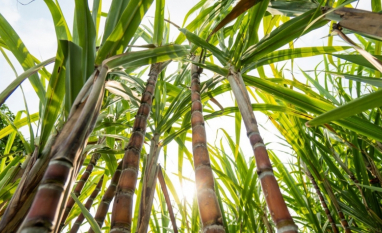 Conab eleva estimativa para a produção de cana-de-açúcar em 2026/27