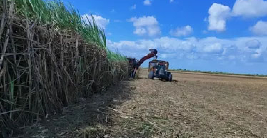 Colheita da safra de cana 2025/2026 se aproxima do fim em Alagoas. Edivaldo Júnior