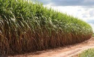 Agricultura eleva projeção do valor bruto da produção em 2026 para R$ 1,385 trilhão