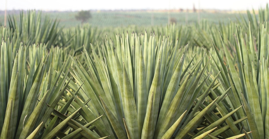 O Brasil é o maior produtor mundial de sisal (Agave sisalana), com 93 mil toneladas de fibra em 2024 (imagem: subhashc/iNaturalist)
