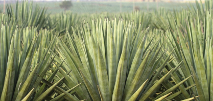 Uso de biocarvão no cultivo de agave aumenta em 60% a biomassa vegetal