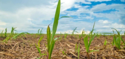 Manejo integrado na cana-planta pode elevar produtividade em até 10 t/ha e aumentar rendimento de açúcar, apontam estudos