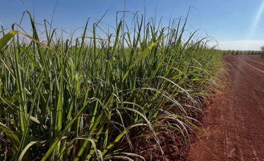 Conab estima safra de cana em 673,2 mi t no Brasil