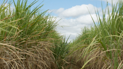 Consultor alerta para seca no Centro-Sul e defende manejo hormonal da cana