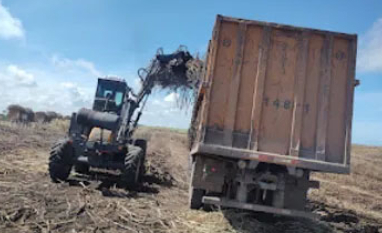 Apesar da safra de crescimento, fornecedores amargam queda na produção em Alagoas