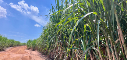 Canaoeste abre safra 2026/27 com foco em custos e cenário climático