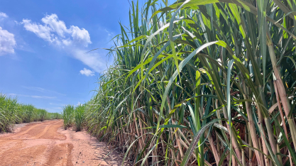 Canaoeste abre safra 2026/27 com foco em custos e cenário climático