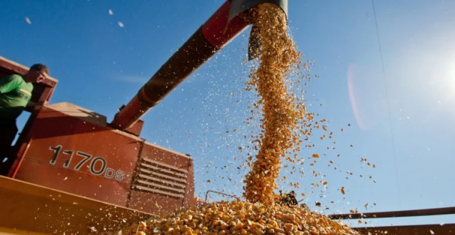 Colheita de milho em Sertão Santana, no Rio Grande do Sul (Foto Pedro Revillion/Palácio Piratini)