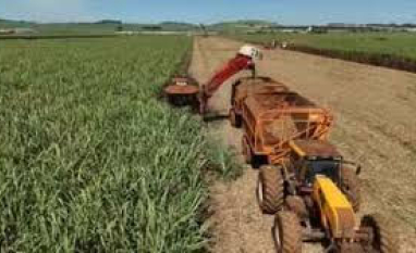 Começa a colheita da cana-de-açúcar em São Paulo