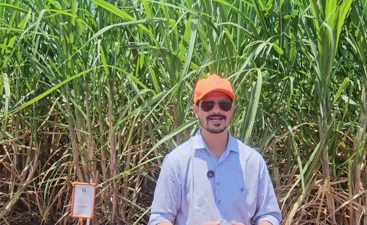 Mapeamento talhões de cana na Beggio Lorenzo Agropecuária permite análise comparativa de resultados