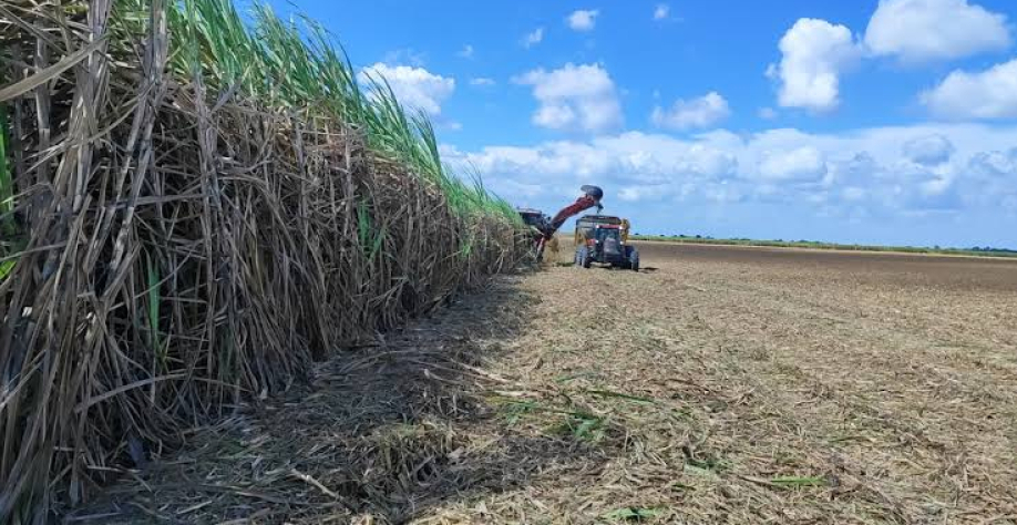 Números finais da moagem ainda não foram divulgados - Foto: Reprodução