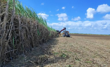 Usinas já moeram 17,7 milhões de toneladas cana em Alagoas