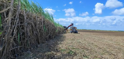Usinas já moeram 17,7 milhões de toneladas cana em Alagoas