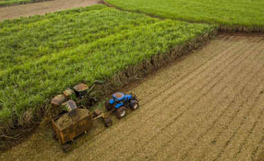 Canavial sob pressão exige tomada de decisão antes do primeiro desafio aparecer