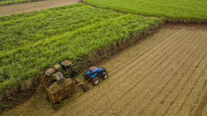 Canavial sob pressão exige tomada de decisão antes do primeiro desafio aparecer