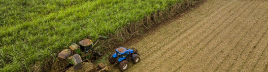 Canavial sob press&atilde;o exige tomada de decis&atilde;o antes do primeiro desafio aparecer