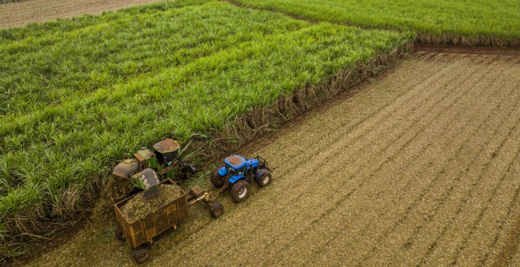 Canavial sob press&atilde;o exige tomada de decis&atilde;o antes do primeiro desafio aparecer