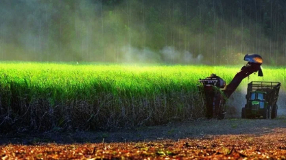 Moagem de cana no Norte e Nordeste sobe, com alta na produção de etanol e queda no volume de açúcar