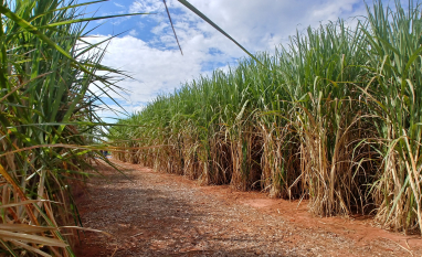 Biocombustíveis amortecem impactos da crise de preços e de oferta do petróleo decorrente do conflito no Oriente Médio