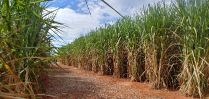 Biocombustíveis amortecem impactos da crise de preços e de oferta do petróleo decorrente do conflito no Oriente Médio