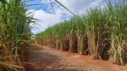 Biocombustíveis amortecem impactos da crise de preços e de oferta do petróleo decorrente do conflito no Oriente Médio