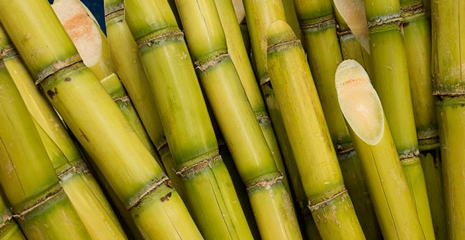 Alta dos fertilizantes pressiona custos e preocupa produtores de cana - Foto: Foto ilustrativa / Reprodução - internet