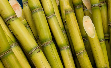 Fertilizantes disparam e pressionam custo da cana no Brasil