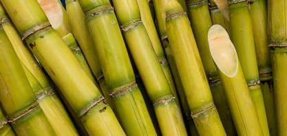 Fertilizantes disparam e pressionam custo da cana no Brasil