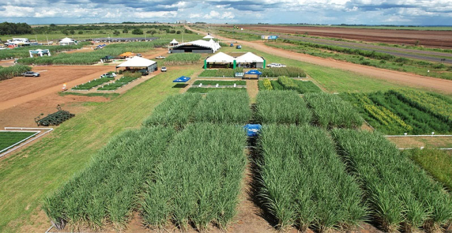 Estande e Demonstrações a campo da Embrapa na Expocanas 2026. Foto: Orismar Espíndola/Embrapa
