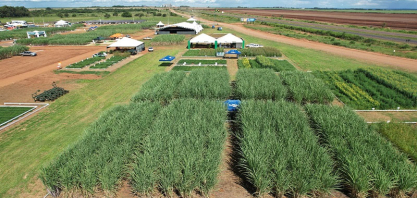 Tecnologias e diversificação de culturas melhoram produção em solos arenosos