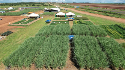 Tecnologias e diversificação de culturas melhoram produção em solos arenosos