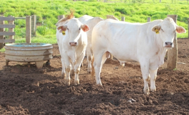 Mosca-dos-estábulos: o alerta do STJ para o setor sucroenergético