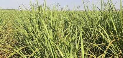 Safra no Norte e Nordeste tem queda de 2,9% na moagem