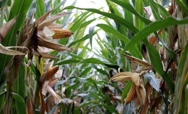 Conexão Agro do BB reúne cenário global e tendências das commodities