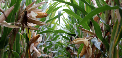 Conexão Agro do BB reúne cenário global e tendências das commodities