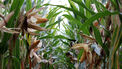 Conexão Agro do BB reúne cenário global e tendências das commodities