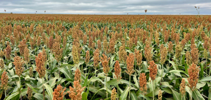 Sorgo avança no Brasil e ganha espaço na safrinha