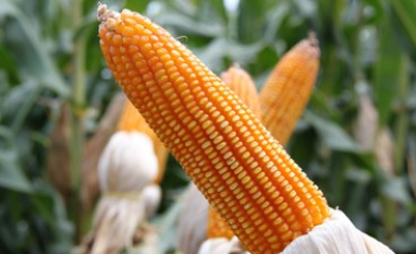 Chicago fecha em alta seguindo sinais de demanda por etanol de milho nos EUA